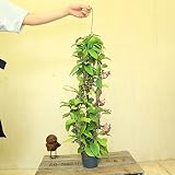 観葉植物：ホヤ　ロイヤルハワイアンパープル*　吊り鉢　希少品種　多肉植物