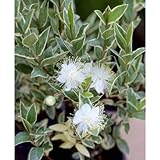 マートル[ギンバイカ・銀梅花]：斑入ドワーフマートル3号ポット2株セット ノーブランド品