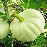 10個の白い中国のパンプキンの種子盆栽非常においしいスーパースウィート健康的な野菜とフルーツの花の庭