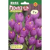 秋植え球根 クロッカス パープル (543966)