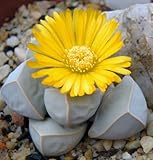 Lapidaria margaretae - Karoo Rose - 10 seeds