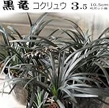 黒竜 コクリュウ オオバジャノヒゲ 2ポットセット