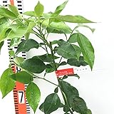 香酸柑橘 苗木 邪払 13.5cmポット苗 じゃばら 香酸柑橘 苗