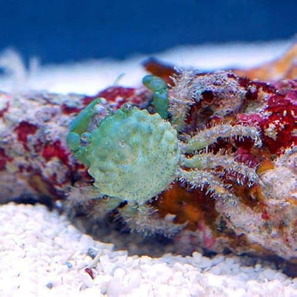 海水魚 カニ エメラルドグリーンクラブ ３匹 北海道 九州航空便要保温 Charm チャーム 観賞魚 水中生物 通販 Amazon