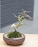 年に数回可憐な花が楽しめます【白長寿梅（しろちょうじゅばい）の盆栽（信楽焼茶鉢】