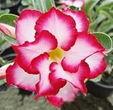 アデニウム アラビカム オベスム 砂漠のバラ種子(20粒)塊根植物種子20 Fresh seeds Adenium obesum Desert Roses seeds no110-Double-Que