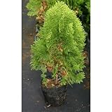 コノテヒバ 5号ポット10本セット