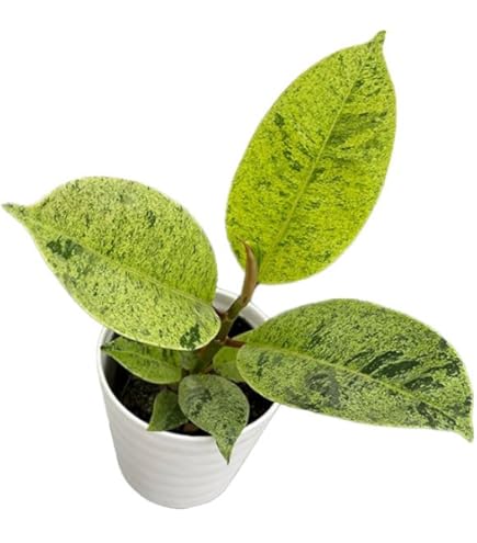 Amazon｜フィカス エラスティカ ジン 2.5-3号苗 ゴムの木 観葉植物