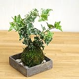 苔玉の入門版、丈夫で育てやすい【アイビーの苔玉・焼締角器・敷石セット】 (敷石の色（白石）)