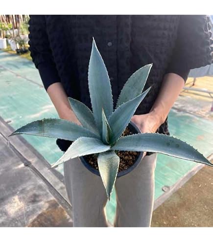 Amazon｜アガベ アオノリュウゼツラン 8号｜観葉植物 オンライン通販