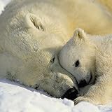 輸入壁紙/Polar Bears/サイズ：184x127cm/1-605/Z3K