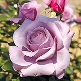 ハイブリッドティー：シークレット・パフューム新苗[ミステリアスな花色にウットリするような芳香] ノーブランド品