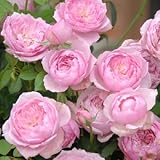 バラ苗 みやこ 国産大苗6号スリット鉢 フロリバンダ(FL) 四季咲き中輪　ピンク系