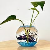 Lovoski 水耕栽培　ガラス製　花瓶　テラリウム　コンテナ　水槽