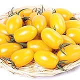 【メール便配送】　国華園　野菜たね　トマト　F1イエローアイコ　1袋(10粒)【※発送が国華園からの場合のみ正規品です】