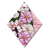 [春まき 花タネ][フランス花の種]コスモス コスモクラレット 1袋 ノーブランド品