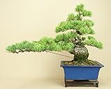 いよじ園 【】 五葉松 宮島（中品盆栽）（松柏盆栽）いよじ園【父の日ギフト】