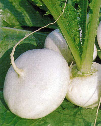 種子パッケージ：野菜カブミラノホワイト5000個の最高級のイタリアの種子