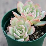 カゲツヤ 花月夜 7.5cmポット エケベリア Echeveria cv. 'Kagetuya' ハナツキヨ 福岡県産 多肉植物 多肉 観葉植物 インテリアグリーン 寄せ植えに