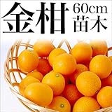 金柑 キンカン 苗木 苗 柑橘 果樹 果樹苗