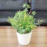 山久 「シュガーバインとフラットグラスのプチガーデンアレンジ」 0910-9007【CT触媒加工】【人工観葉植物】【造花】