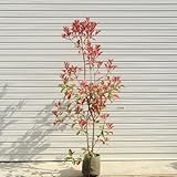 庭木：西洋ベニカナメ（レッドロビン）　Ｈ：約150ｃｍ