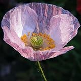 Hot Sale Potted Balcony Red White Poppy Flower Seed Beautiful Bonsai Plant Home Garden 200 Particles