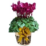 【 予約 】さかもと園芸　達人のシクラメン　【 フリンジパープル 】　花鉢植え　ギフト　プレゼント　贈答品　クリスマス　お歳暮