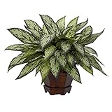 Nearly Natural 6696 Triple Silver Queen with Hexagon Vase Decorative Silk Plant, Green [並行輸入品]
