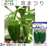 ピーマン苗 京まつり（接ぎ木直径9cmポット苗）３ポットセット