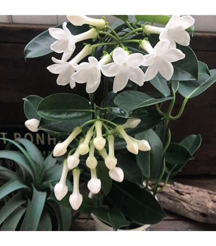 Amazon.co.jp: 山野草、シラネアオイ濃色八重咲 3株 : DIY・工具・ガーデン
