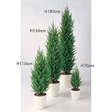 エフプランター 人工観葉植物-ゴールドクレストGREEN-150-8号鉢-RP265