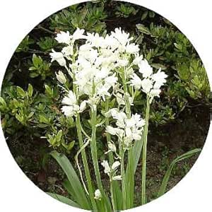 シラー 球根 カンパニュラータ ホワイト 5球入 白 球根 Amazon