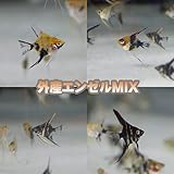 (熱帯魚)外国産ミックスエンゼル （エンゼルフィッシュ）（約1.5-3cm）＜5匹＞[生体]