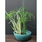 ビオトープセットA 水生植物 鉢付き(ベトナム色) 植木 苗 セット商品