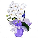 ミディ胡蝶蘭 白色 2本立ち 特選 アマビリス お供えギフトラッピング フランス製リボン