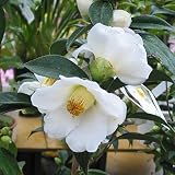 椿（ツバキ）：白西王母(しろせいおうぼ)4～4.5号ポット[秋咲き・茶花好適品種] ノーブランド品
