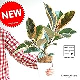 LAND PLANTS フィカス・ティネケ 4号卓上サイズ
