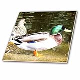 Patricia Sanders写真 – Duck – タイル 4-Inch-Ceramic ct_24854_1