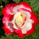 120ダブルディライトハイブリッド・ティーで11.11はとてもユニークDIYホームガーデンブッシュ盆栽庭の花をシードローズ