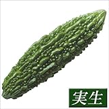 国華園　実生野菜苗　ゴーヤ　沖縄あばしゴーヤ　2株【※発送が国華園からの場合のみ正規品です】