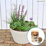 (ビオトープ/睡蓮)はじめての熱帯性睡蓮セット + キョーリン メダカのエサ 産卵・繁殖用 40g 説明書付 本州・四国限定[生体]
