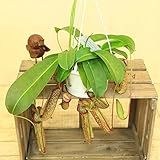 食虫植物:ウツボカズラ(ネペンテス)“ミランダ”