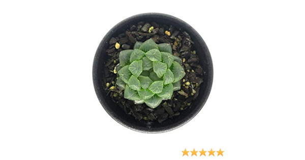 本日超得 ハオルチア ハワイトシャドウ 4号鉢 サボテン 多肉植物 希少 送料無料 最適な価格 Tiendabudada Com