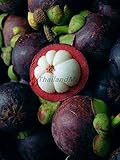 マンゴスチン Thai purple Mangosteen Garcinia mangostana 5 Seeds ThailandMrk