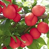 国華園　果樹苗　スモモ　帝王　1株【※発送が国華園からの場合のみ正規品です】