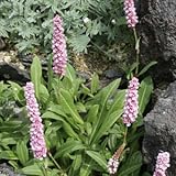 ヒマラヤトラノオ