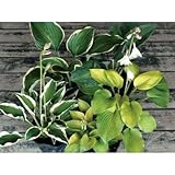 ギボウシ(擬宝珠)ホスタ・5種セット 香りよし 植木 多年草