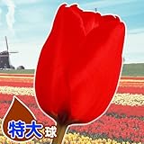 国華園 チューリップ 特大球 赤 50球【※発送が国華園からの場合のみ正規品です】