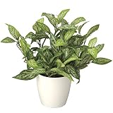 造花アート・観葉植物　シルバーキング＜ 就任祝い 昇進祝い 昇任祝いに ＞